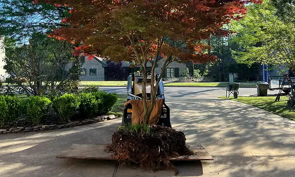 Layered native-style planting composition for an Alabama landscape article
