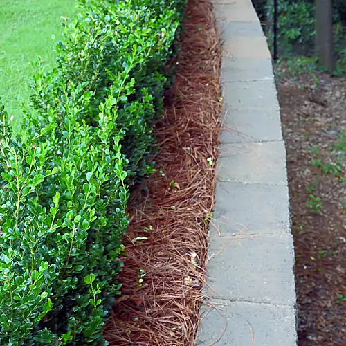 Planting and path along the retaining wall